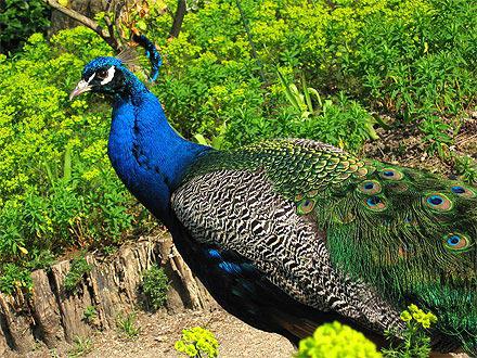 --- Le paon bleu ---